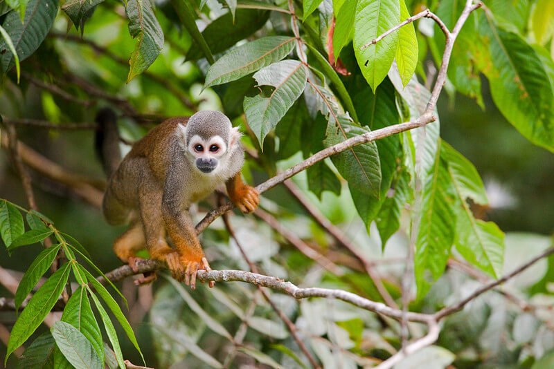 amazon rainforest biodiversity