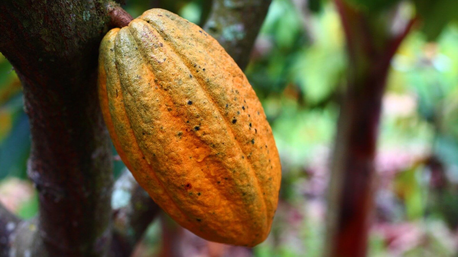 best cocoa ecuador