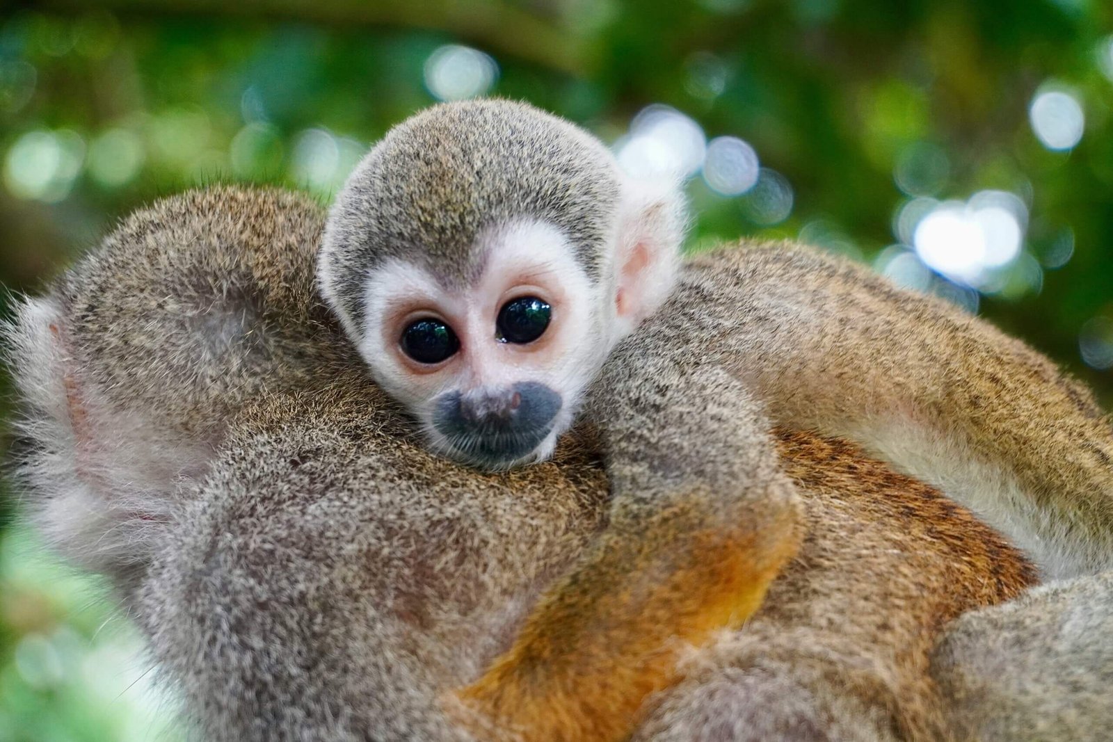 fauna-amazonas-scaled