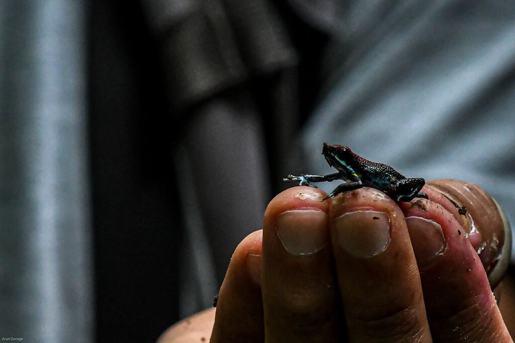 amazon rainforest biodiversity